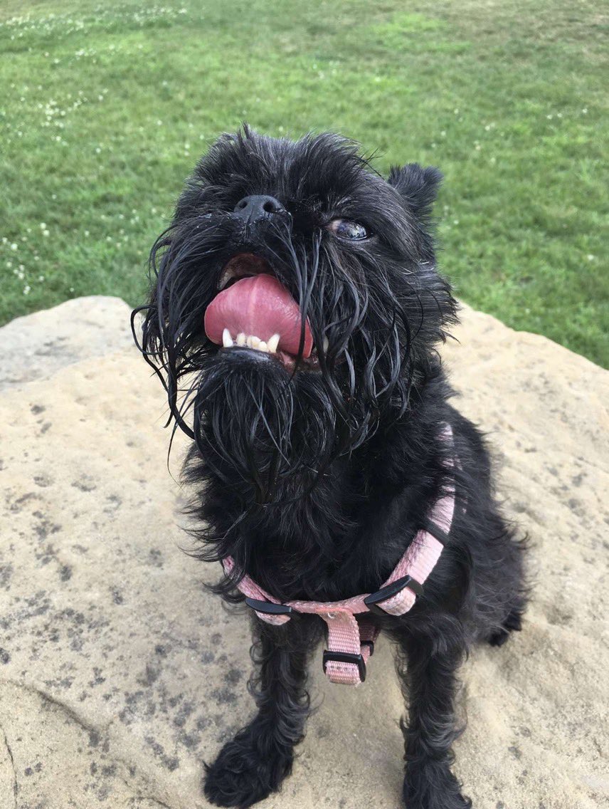 Noodles The Dog (NoodlesSnout) Twitter