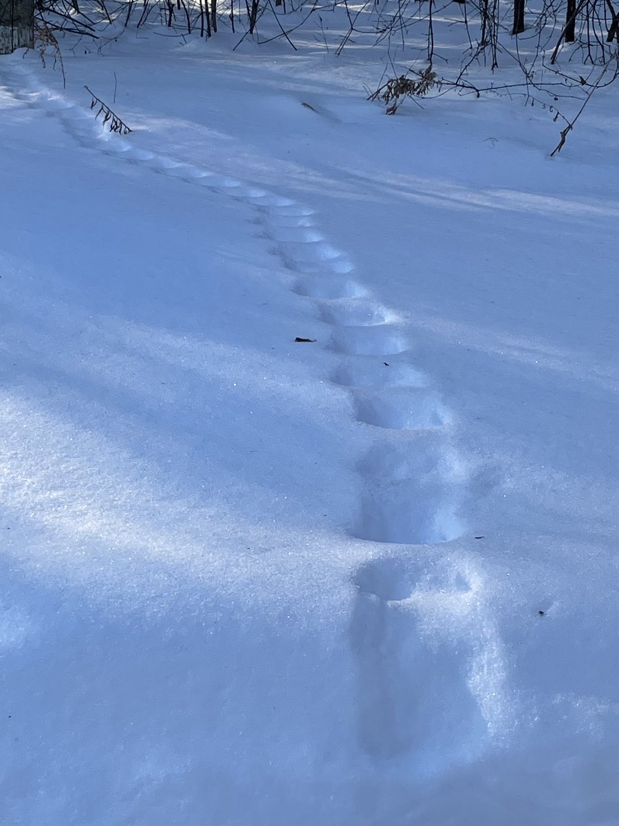 Forest Valley OEC tweet media