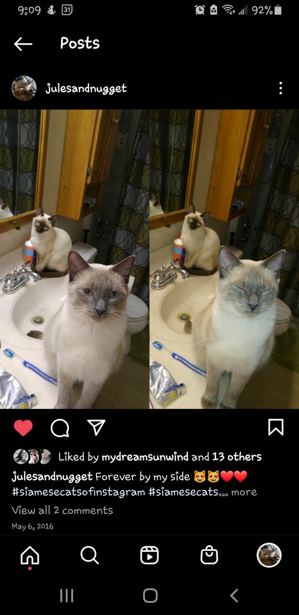 JulesandN's tweet photo. Nugget still joins me in the bathroom while I get ready 🥰🥰 Jules is sleeping on the bed or she would be in the pic as well! Still forever by my side &amp; my loves for life

#ThrowbackThursday #Throwback #CatsOfTwitter #CatsofTwittter #cats #catstagram #catsofinstagram #CatsLover https://t.co/Ux2ruQ8kIK