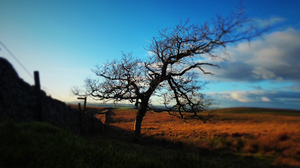 GMacraeBurnet's tweet photo. Today's Tree of the Day
#trees #debatablelands https://t.co/WNDtfwqHrb