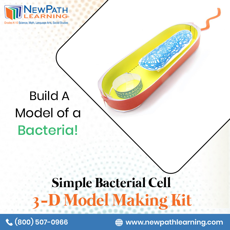 NewPathLearning's tweet image. Bacteria are one of the oldest forms of life on earth and the cause of many human diseases. Learn about these important organisms by building a 3D model! Visit: newpathlearning.com/store/store/si…
#NewPathLearning #3DModelMakingKit #BacterialCell #BacterialModel #ModelMakingKit