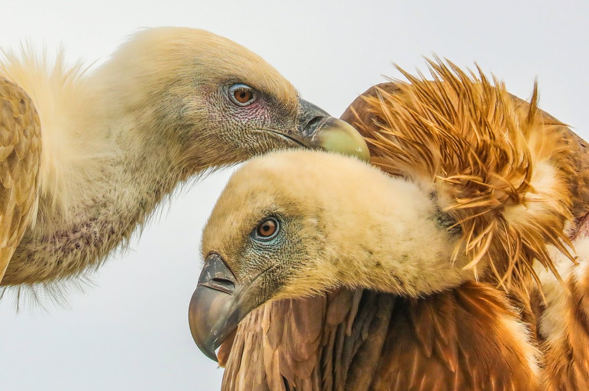 100ASAOfficial's tweet photo. Griffon Vultures - By Assaf Goldberg
Published on the Elite Gallery @ https://t.co/jteuZDDrYF
#GRIFFON #VULTURE #VULTURES #GYPS #FULVUS
Let's spread beauty, Please RT #100ASAOfficial https://t.co/fRFGPJ1Npv
