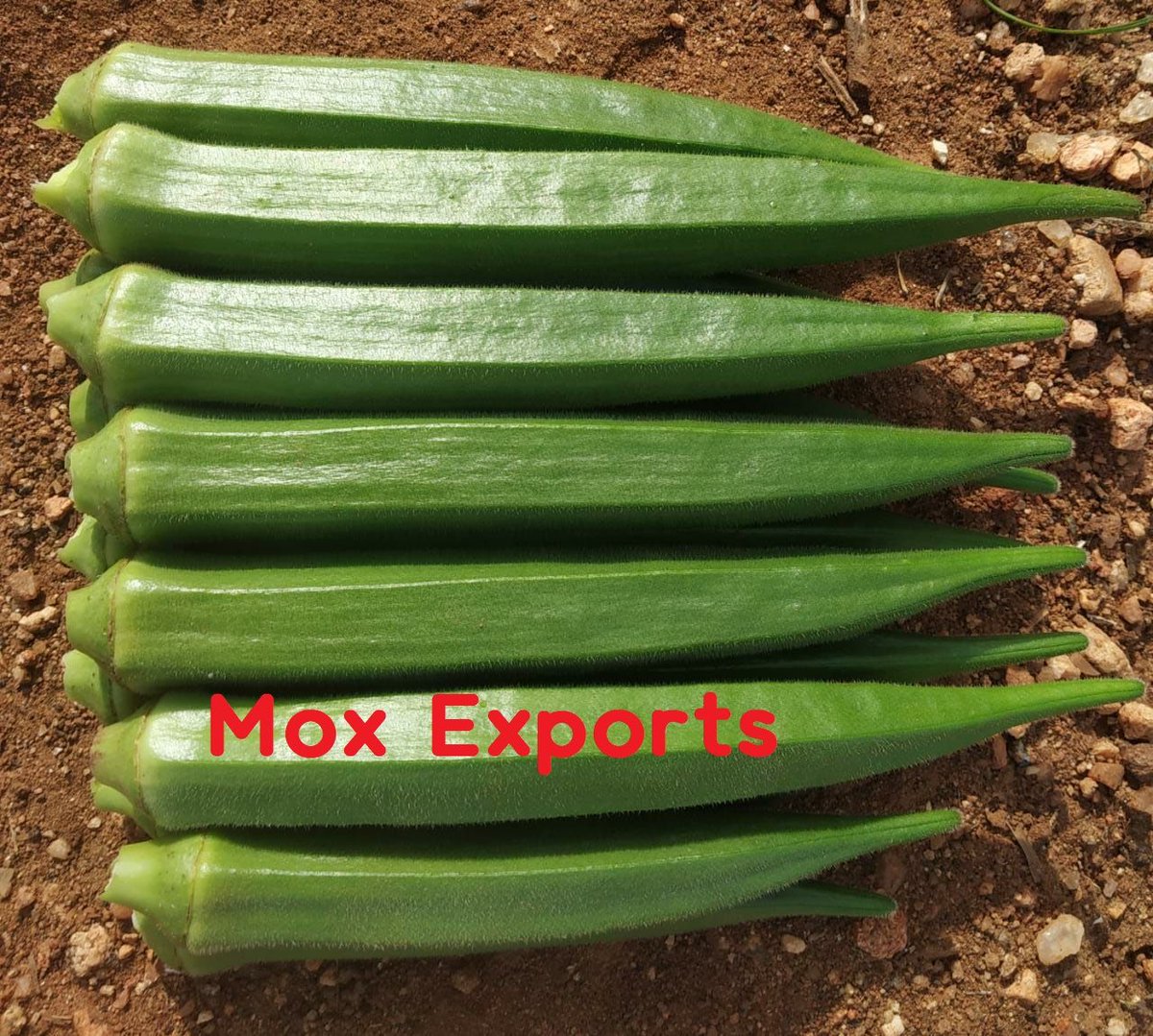 moxexports's tweet photo. Our #okra Production started, contact us moxfresh@gmail.com , @moxexports https://t.co/6mZ8K5PqTG