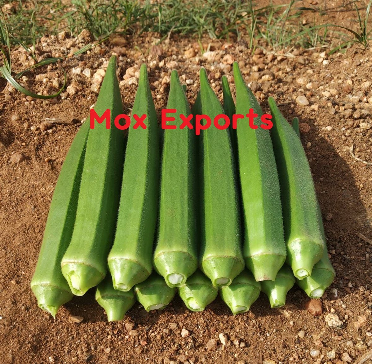 moxexports's tweet photo. Our #okra Production started, contact us moxfresh@gmail.com , @moxexports https://t.co/6mZ8K5PqTG