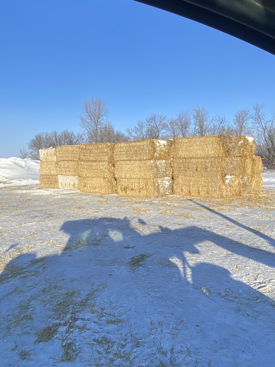 AgassizE's tweet photo. #wheat #straw still available. Large square #bales average around 1050 pounds per bale. Looking to get $40-80 per ton depending on quality. Delivery is available. #RETWEEET Would be much Appreciated or word of mouth. Thanks 1-701-371-3129 #cowchow #cattle #beef #feed #livestock https://t.co/Yg0b4fw1eP