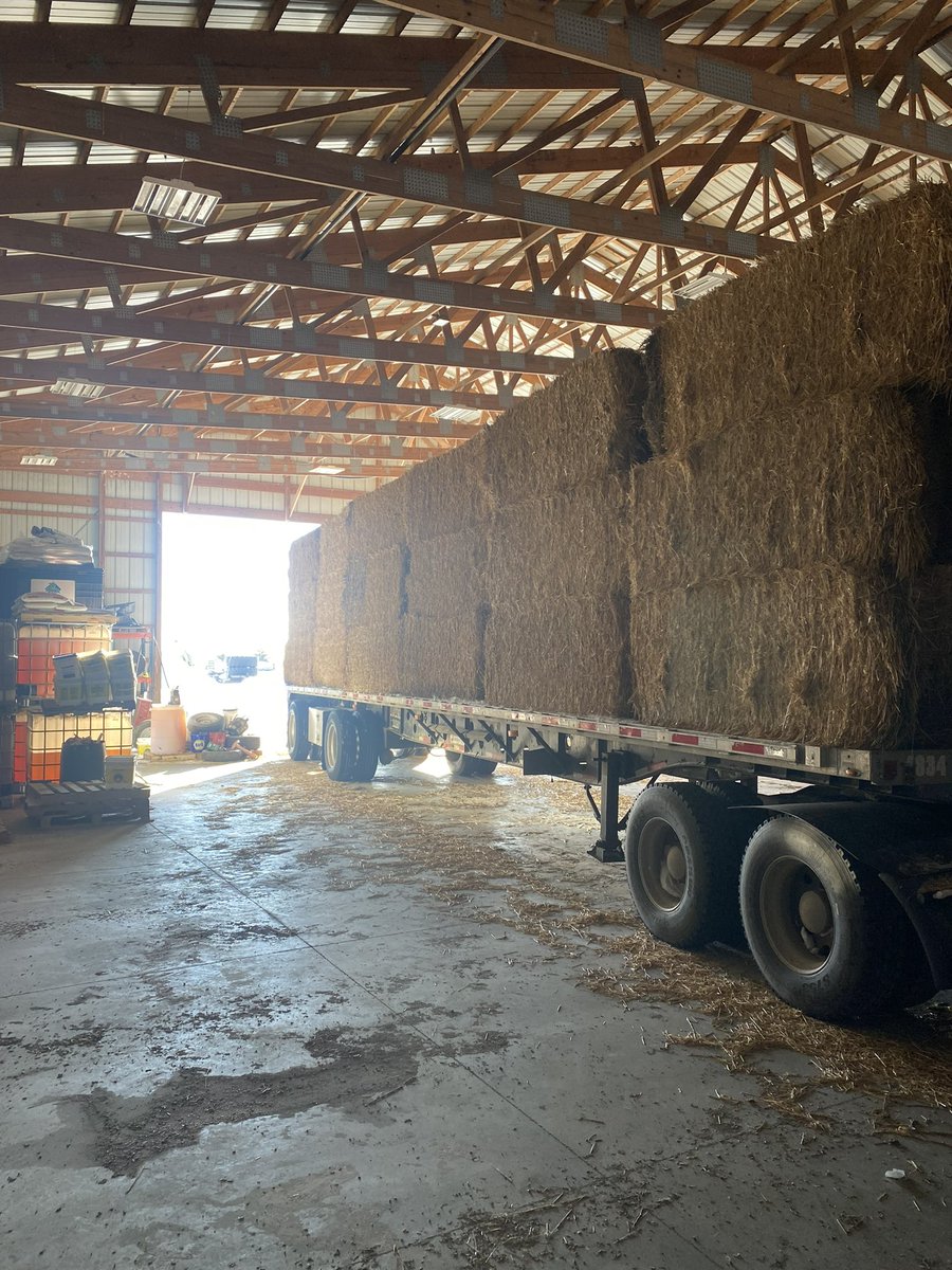 AgassizE's tweet photo. #wheat #straw still available. Large square #bales average around 1050 pounds per bale. Looking to get $40-80 per ton depending on quality. Delivery is available. #RETWEEET Would be much Appreciated or word of mouth. Thanks 1-701-371-3129 #cowchow #cattle #beef #feed #livestock https://t.co/Yg0b4fw1eP