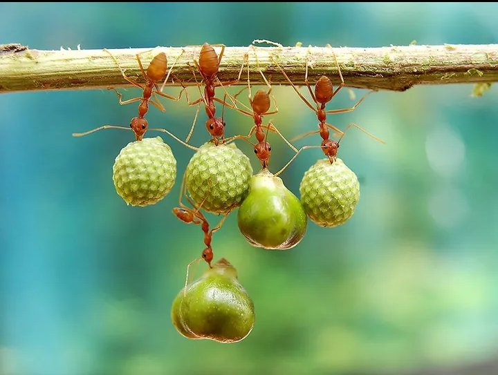 Eianur_Official's tweet photo. The ant. #ei00 #ant #animals #photographer #photography #nature #beauty https://t.co/kewkqVyEtU
