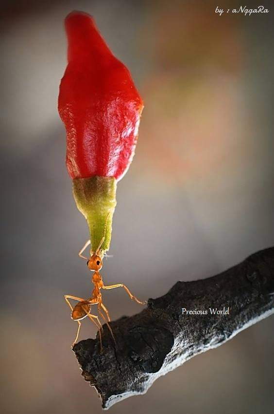Eianur_Official's tweet photo. The ant. #ei00 #ant #animals #photographer #photography #nature #beauty https://t.co/kewkqVyEtU