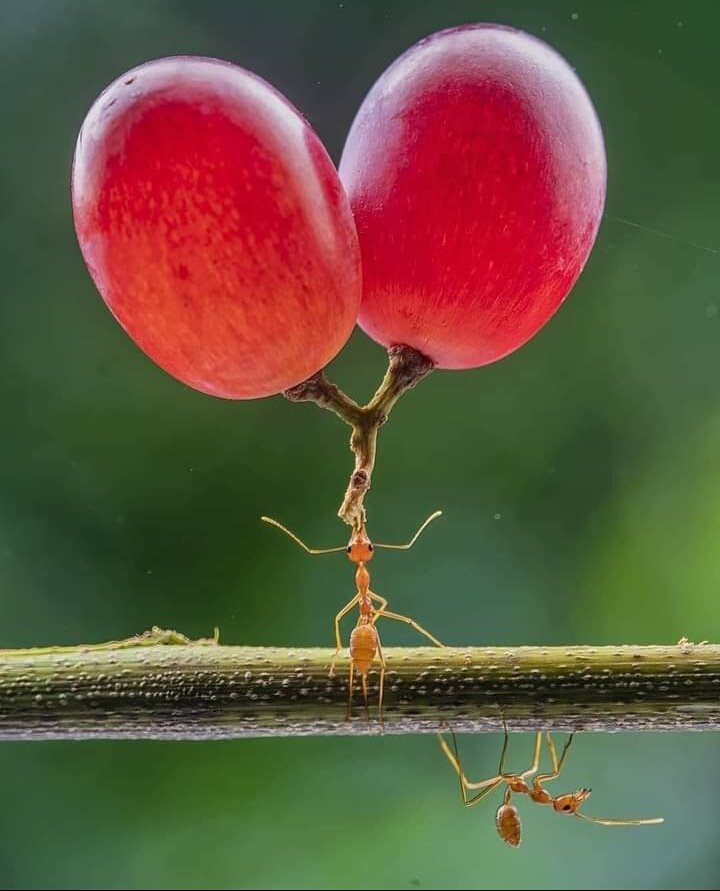 Eianur_Official's tweet photo. The ant. #ei00 #ant #animals #photographer #photography #nature #beauty https://t.co/kewkqVyEtU
