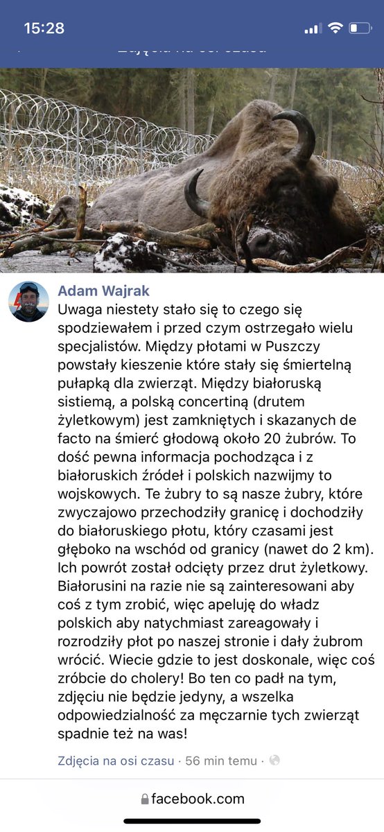 GrupaGranica's tweet photo. Niestety, zasieki na granicy, żyletkowe druty w wielu miejscach przynoszą też - jak ostrzegają przyrodnicy!- opłakane skutki dla zwierząt. @AdamWajrak informuje, że w śmiertelnej pułapce znalazło się stado białowieskich żubrów. https://t.co/HDI0V5DY7Y