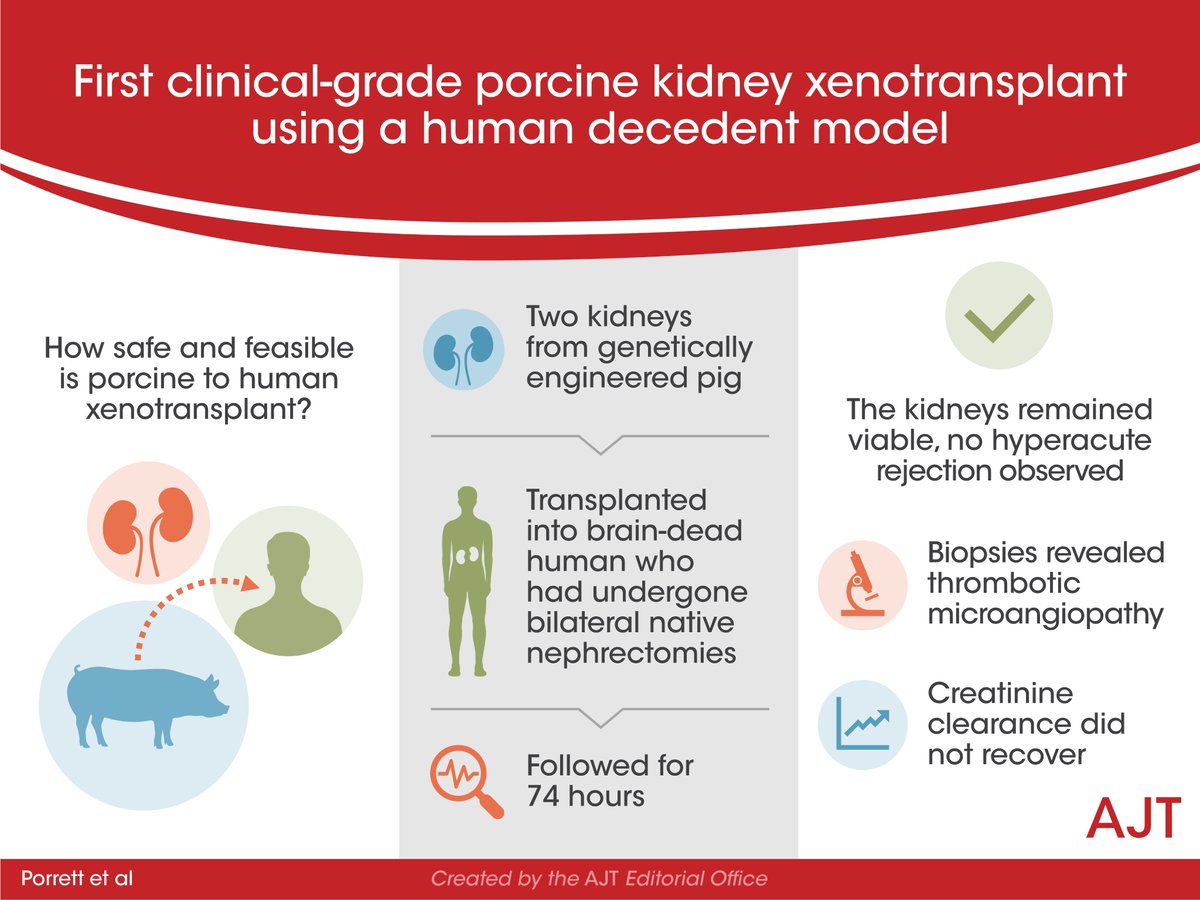 "First clinical-grade porcine kidney xenotransplant using a human decedent model"  doi.org/10.1111/ajt.16…
