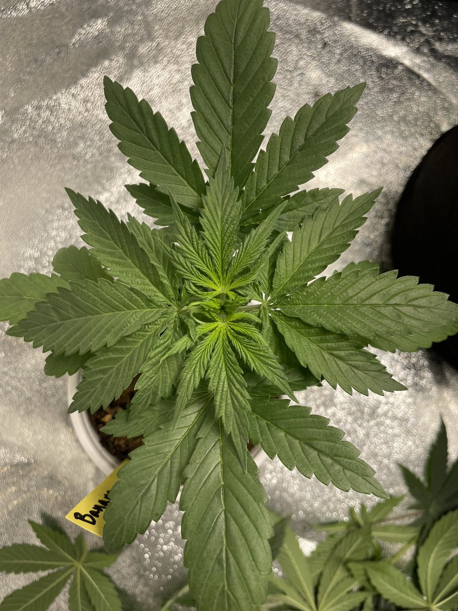 🍌🥭😍😍 #spiderfarmer #sf1000