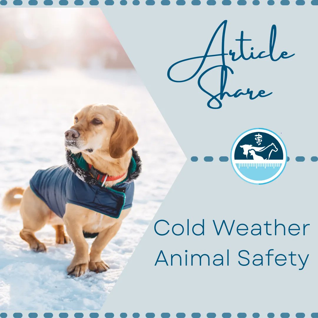 vetmeasure's tweet image. As the temperatures begin to drop, it is important to keep your pet's safety in mind. Before leaving your dog outside overnight or going on a long walk, be sure to check out AVMA's Cold Weather Animal Safety Guide. The link is in our bio!
#petsafety #coldweather #vetmeasure