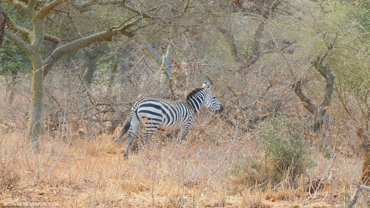 SheldrickTrust's tweet image. Snared around the neck, this zebra has a much brighter future thanks to urgent intervention from the SWT/KWS Amboseli Mobile Veterinary Unit. Another wild life saved and spared from bushmeat poachers.