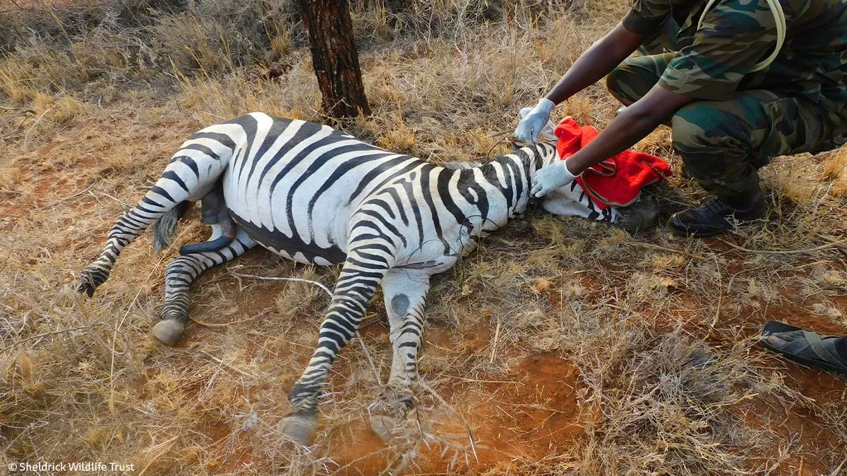 SheldrickTrust's tweet image. Snared around the neck, this zebra has a much brighter future thanks to urgent intervention from the SWT/KWS Amboseli Mobile Veterinary Unit. Another wild life saved and spared from bushmeat poachers.