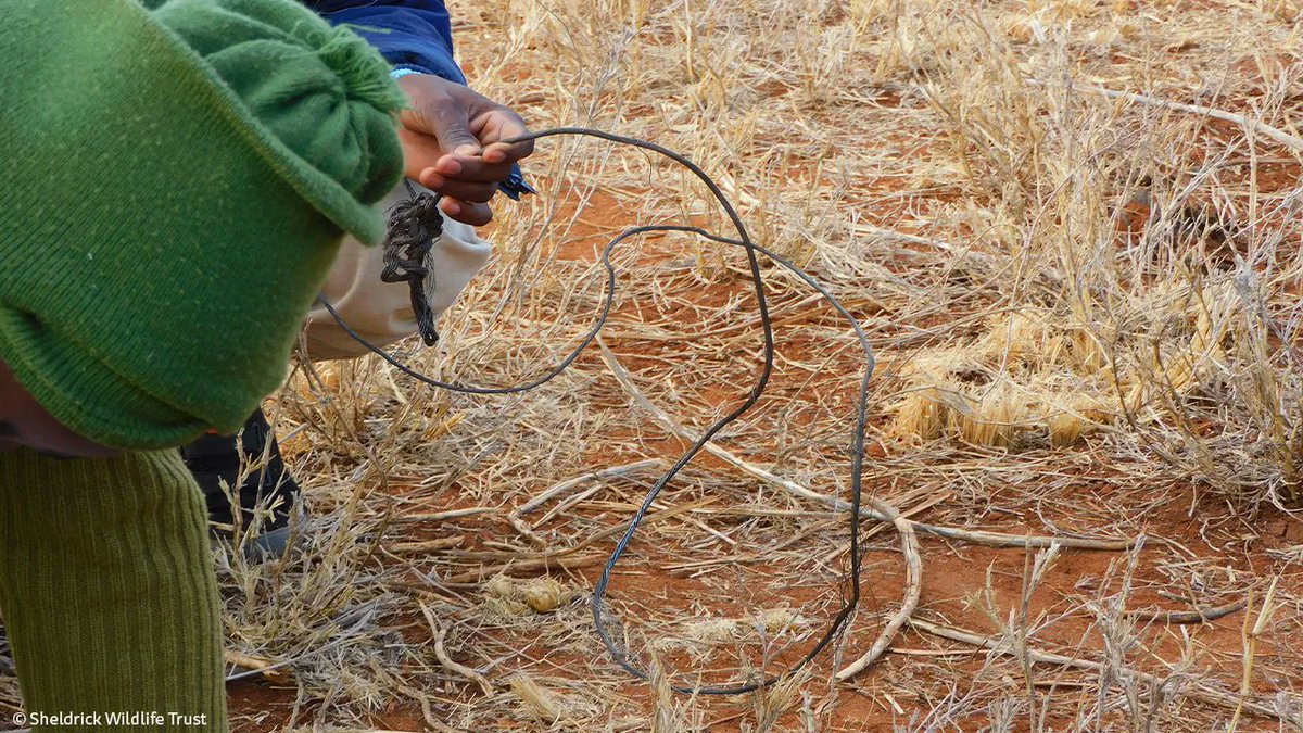 SheldrickTrust's tweet image. Snared around the neck, this zebra has a much brighter future thanks to urgent intervention from the SWT/KWS Amboseli Mobile Veterinary Unit. Another wild life saved and spared from bushmeat poachers.