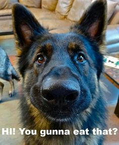 ShadowDogDesign's tweet photo. Hi! You gunna eat that?
#Dosg #Dog #DFogsAreLove #BestFriend #FunnyDog https://t.co/nTPsDnM9cb