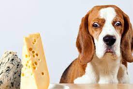 Support2Change's tweet image. It's NATIONAL CHEESE DAY! 

Dogs love cheese! Don't overdo it though. Too many  treats are harmful for your dog. ("Petting Up" your dog is a great reward too!)  It's best to check with your veterinarian before introducing your pet new foods.