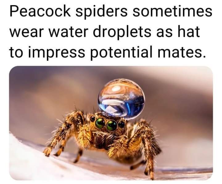 dishan6's tweet image. Do not simp, I repeat do not simp, its better to die alone, thats is much better, die like a hero going home but DO NOT SIMP !!! Be a man, if you are feeling amazing about your self you dont have to worry about anything, love will come naturally...