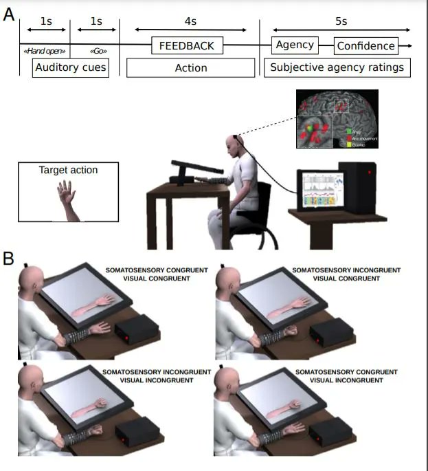 Serino et al. studied the sense of agency for actions generated via a brain machine interface. They show that primary motor cortex encodes not only motor and sensory signals, but also subjective agency signals, enabling improved BMI proficiency.

buff.ly/3Ahf4zX