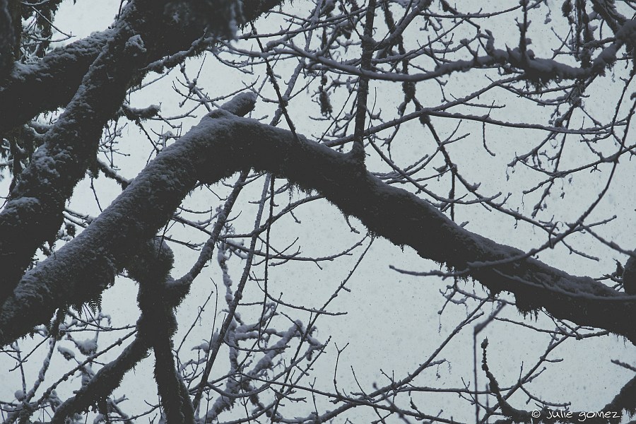 naturechronicle's tweet photo. as a new day emerges     
the snow keeps falling
into the arms of maples

#haiku #weather #snow #trees #bigleafmaple #fujiXT20 https://t.co/Eybr7VdrQL