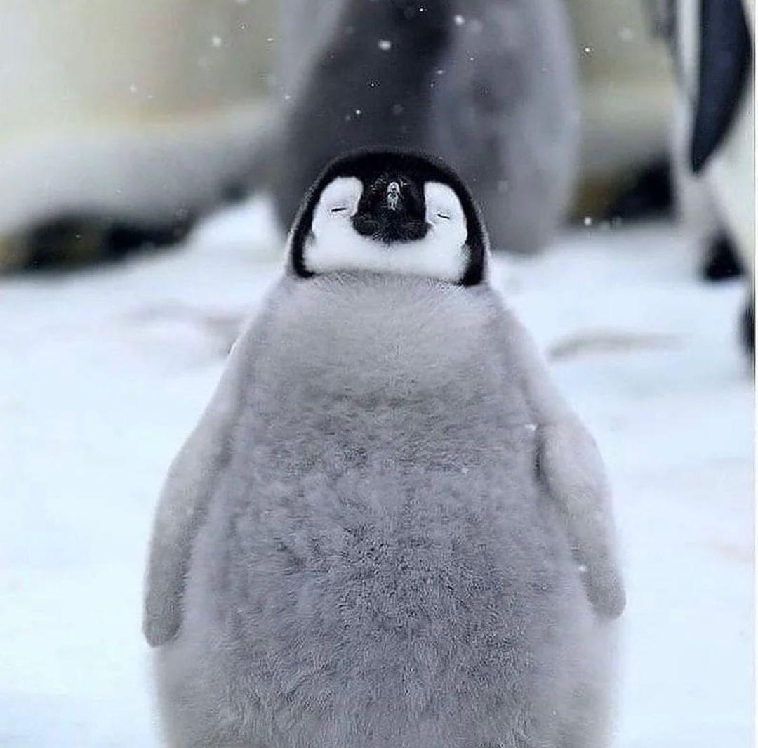 Missguided's tweet photo. #NationalPenguinAwarenessDay which species is your fave🥺🤍 https://t.co/ojKPb3eiZD