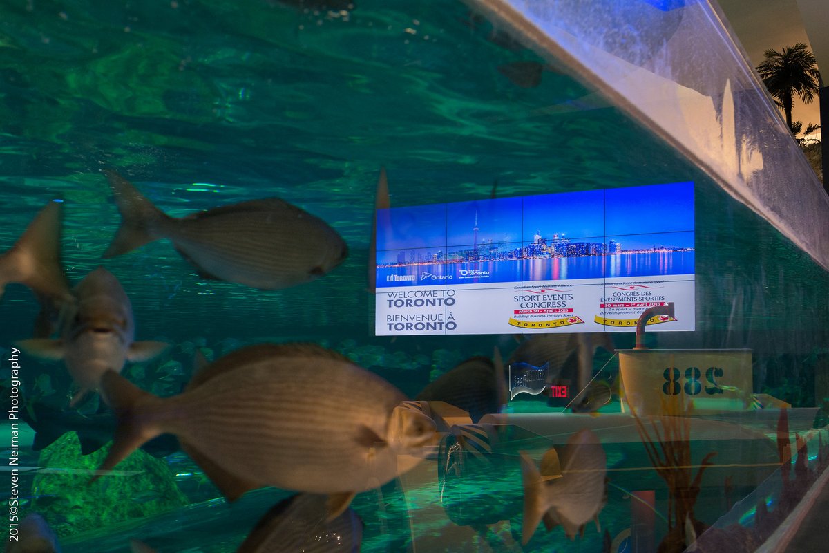 Events_STC's tweet photo. Toronto was the o-FISH-al host city for #SEC15. Delegates dove right into a good time @RipleysAquaCA.
https://t.co/5fA1iUob3v
#TBT #EventHosting #SportTourism
🦈🐟🐡🐠 https://t.co/dREnywutPl