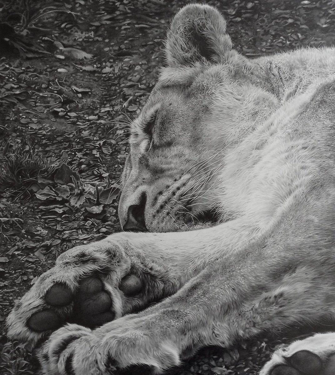 wildlife_art's tweet photo. One of my graphite pencil drawings, I love the simplicity of working in pencil, no colour - just the process of developing texture through light & shade
#lioness #graphite #pencildrawing #graphiterealism #realisticpencildrawing #drawingrealism #blackandwhitedrawing #graphiteart https://t.co/vsEhjxf7FY