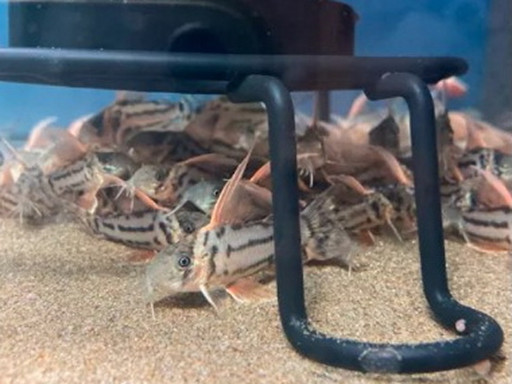 ざうらー Corydoras7cm Twitter