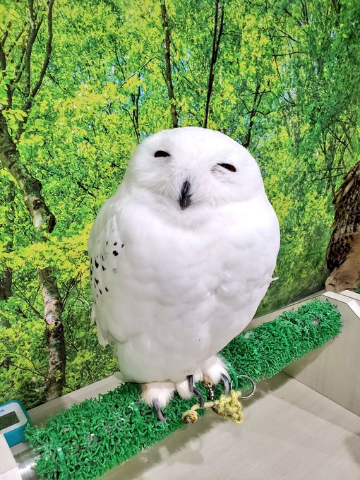 ヘドウィグのtwitterイラスト検索結果