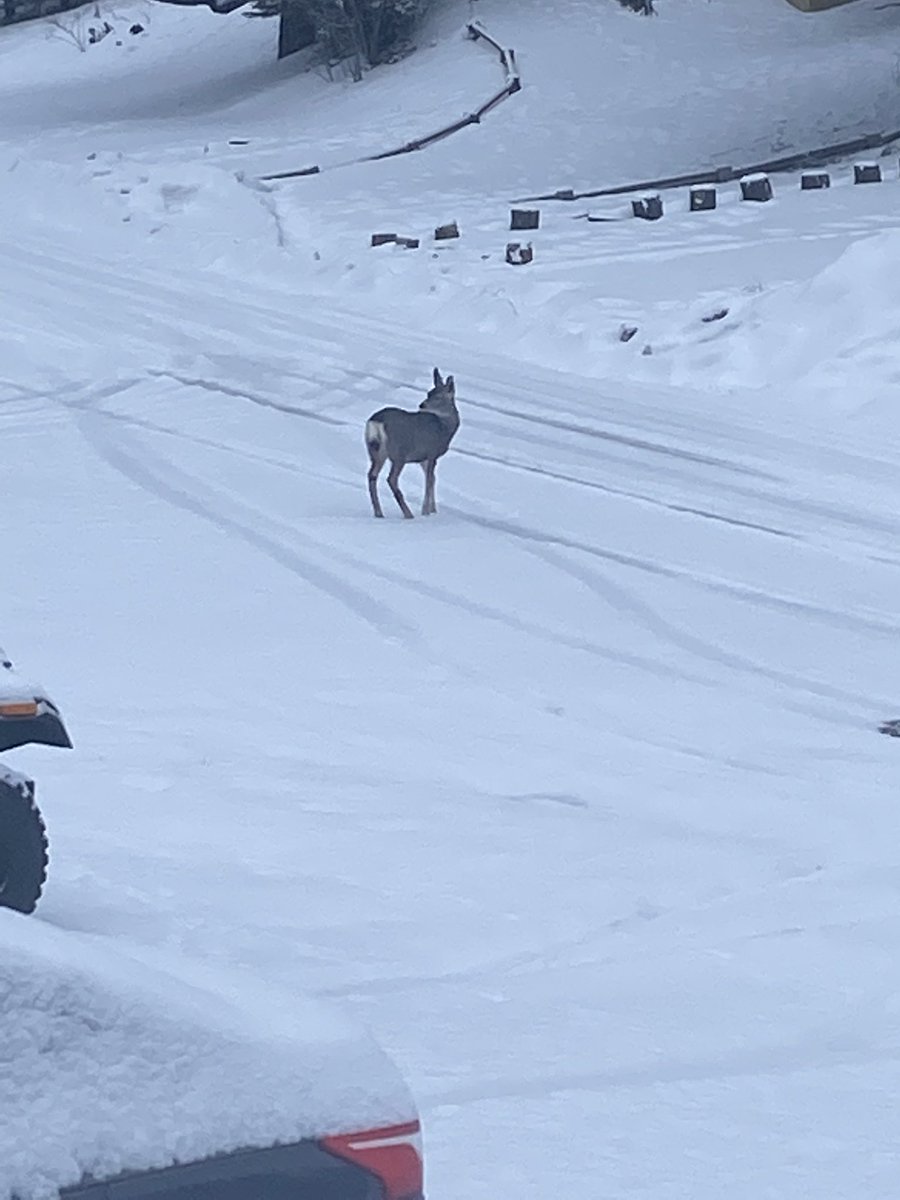 CloudcroftNM's tweet photo. Cloudcroft got snow last night! It sure is beautiful. ❄️❄️❄️❄️

#snow #cloudcroft  #cloudcroftnm #nm #nmtrue #coolcloudcroft https://t.co/JkKDBxCm12