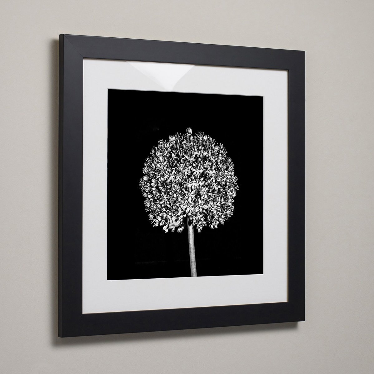 nombusart's tweet photo. Excited to share the latest addition to our shop: Black and White Allium Print, Photographic Print; Abstract Print Mounted &amp; Framed or Unframed Square Print; https://t.co/uaf4sM9BPm #blackandwhite #flowerprints #botanicalprints #flowers #framedsquareprint https://t.co/QMSAyjjdlb