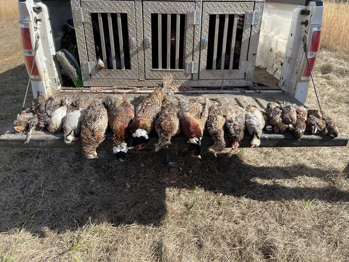 AlabamaKayak's tweet photo. A beautiful day outside hunting birds. #Upland https://t.co/IpGHXG8JRn