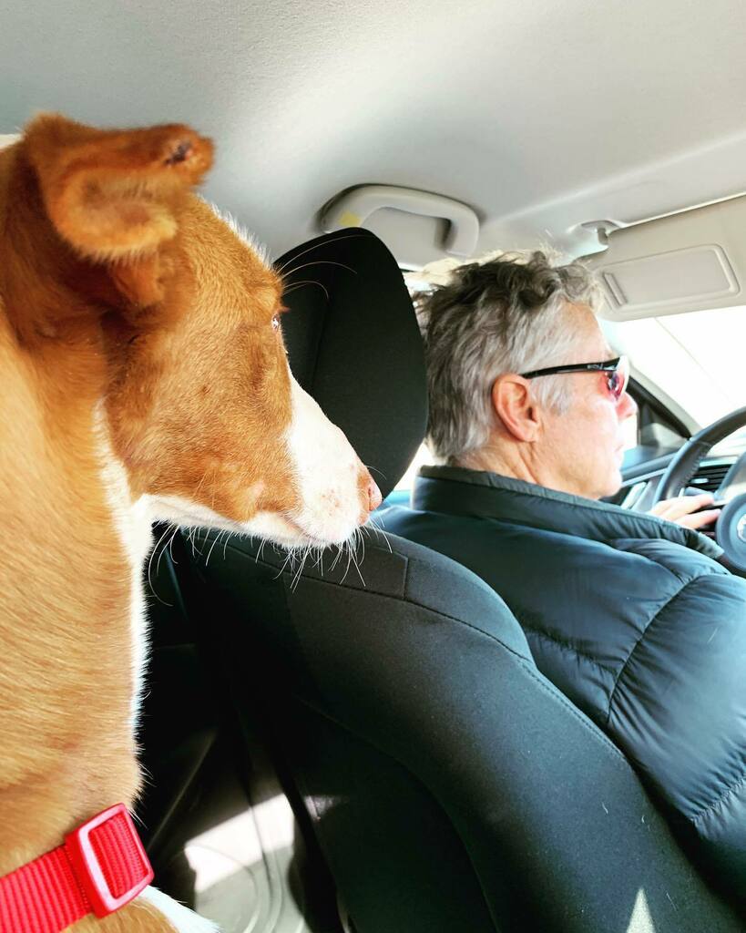 One year ago Stella joined our family just after our move to Valencia.

After 365 days the cats have finally forgiven us for buying a house with a dog.

💜 🐕 💜

.
.
.
#podencosofinstagram #adoptdontshop  #happygotchaday instagr.am/p/CY9Q-qxshGK/