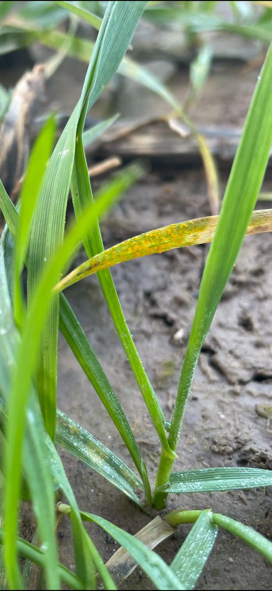 Winter wheat progressing well. September drilled Graham, and October and November drilled Skyscraper. Yellow Rust around.