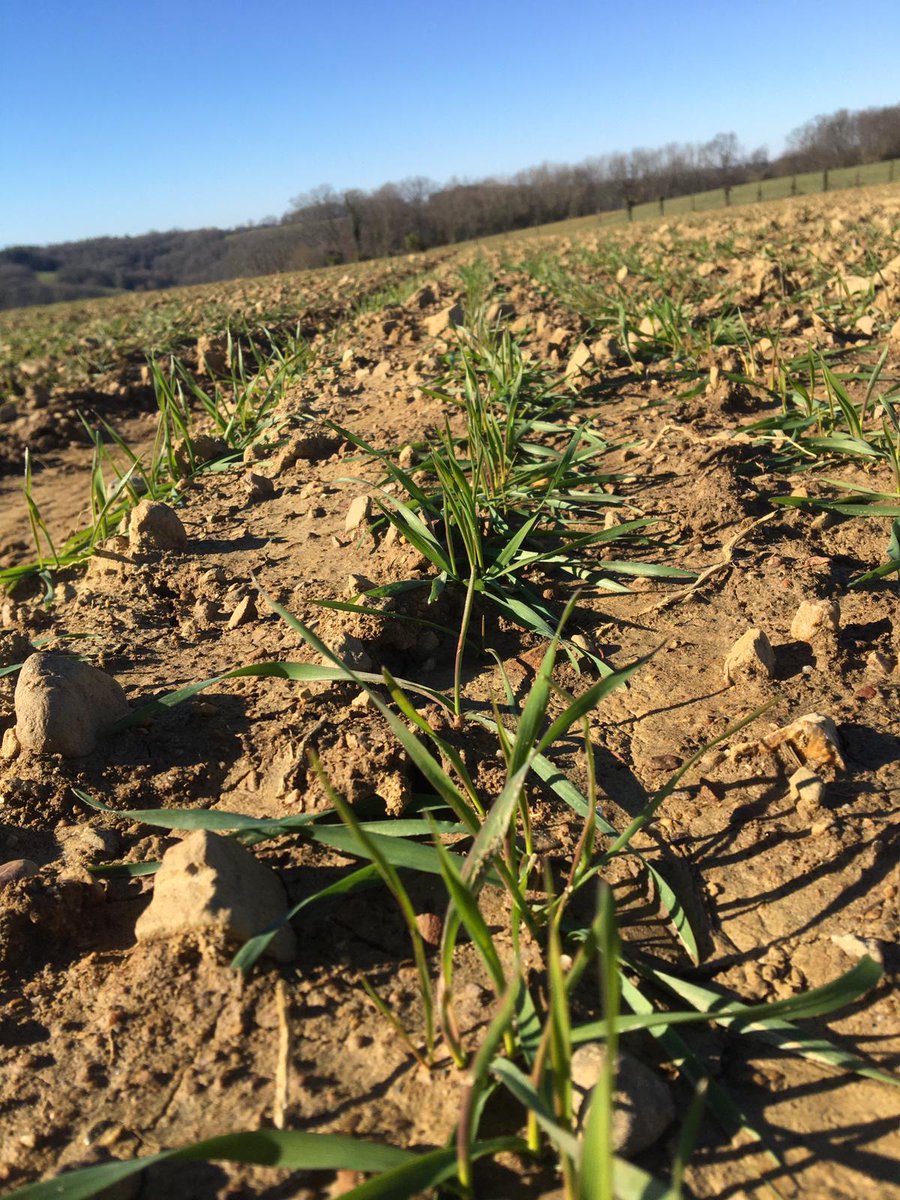 jedi_59's tweet photo. Nos #triticales se dorent la pilule ☀️😎 sur notre plateforme expérimentale de Lannemezan dans les Hautes-Pyrénées. @GroupeFDesprez #breeding https://t.co/DEe8NI4BXN