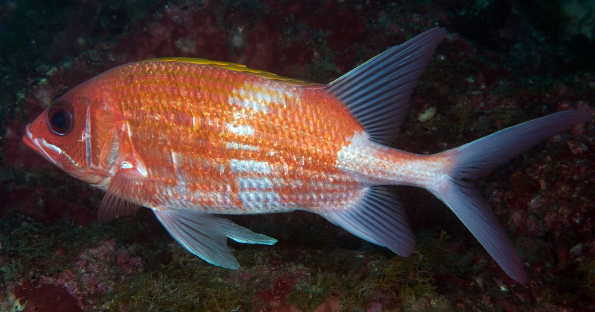 FGBNMS's tweet photo. Can you name this fish on #FishIDFriday?
With large, dark eyes and spiny fins, this #Fish hides in crevices during the day and searches for prey at night. By vibrating its swim bladder, it produces a grunting #Sounds. https://t.co/B9EL7J4R5v
#SquirrelAppreciationDay https://t.co/8t3soyQbjM