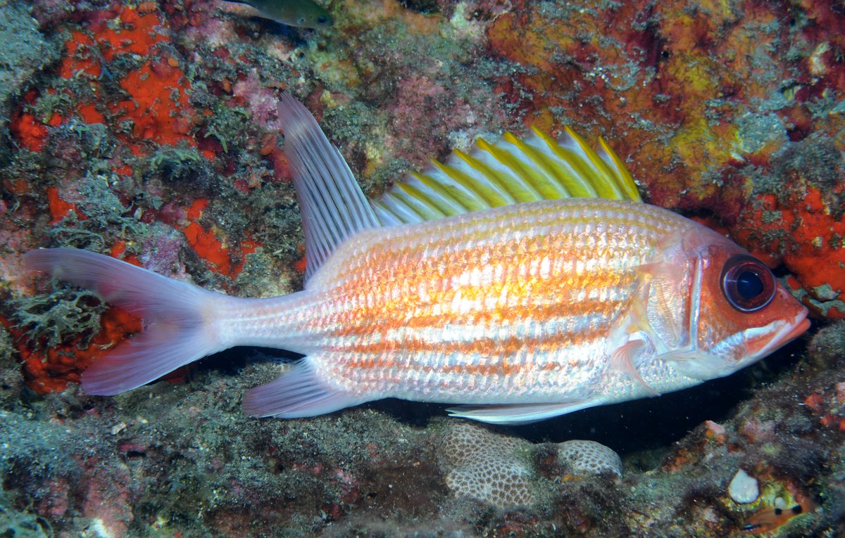 FGBNMS's tweet photo. Can you name this fish on #FishIDFriday?
With large, dark eyes and spiny fins, this #Fish hides in crevices during the day and searches for prey at night. By vibrating its swim bladder, it produces a grunting #Sounds. https://t.co/B9EL7J4R5v
#SquirrelAppreciationDay https://t.co/8t3soyQbjM