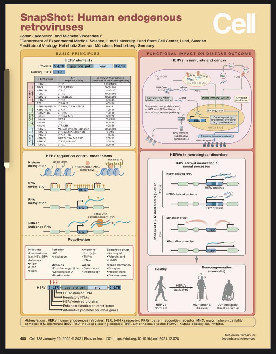 Michelle Vincendeau (@m_vincendeau) on Twitter photo Here is our Snapshot of Human Endogenous Retroviruses (HERVs) that I wrote together with <a href="/JakobssonLab/">Johan Jakobsson</a> for Cell (<a href="/CellCellPress/">Cell</a>). Enjoy reading here: authors.elsevier.com/a/1eS8aL7PXf0k2 - <a href="/HelmholtzMunich/">Helmholtz Munich | @HelmholtzMunich</a> <a href="/Lund_Stem/">Lund Stem Cell Center</a> Here is our Snapshot of Human Endogenous Retroviruses (HERVs) that I wrote together with <a href="/JakobssonLab/">Johan Jakobsson</a> for Cell (<a href="/CellCellPress/">Cell</a>). Enjoy reading here: authors.elsevier.com/a/1eS8aL7PXf0k2 - <a href="/HelmholtzMunich/">Helmholtz Munich | @HelmholtzMunich</a> <a href="/Lund_Stem/">Lund Stem Cell Center</a>
