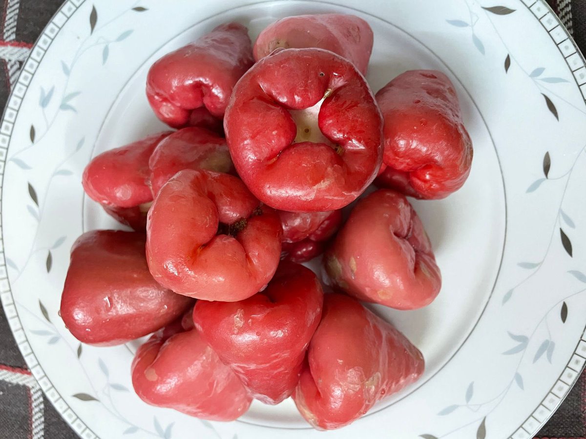 In cold winters, they’re red #WaterApples #IndianFruits