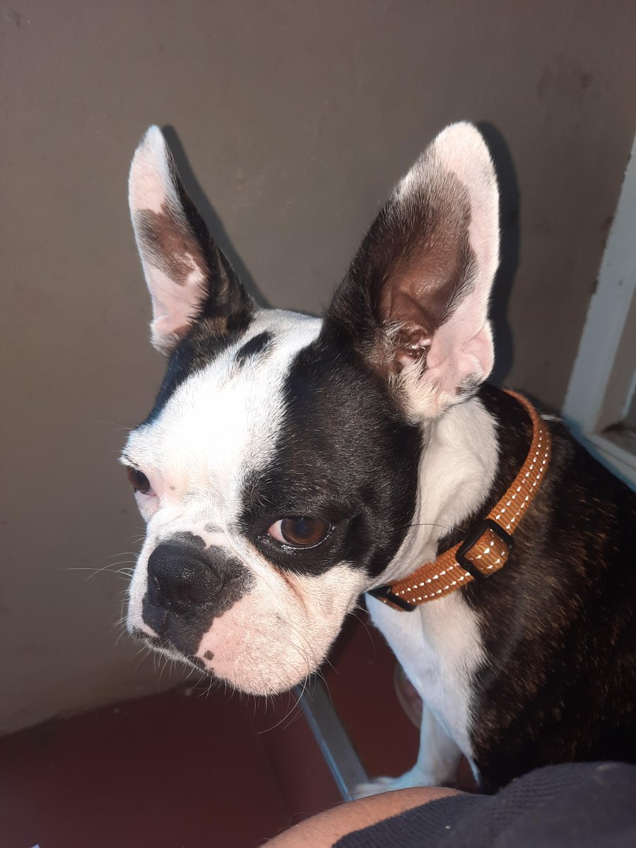 Dogs of the Internet tweet media