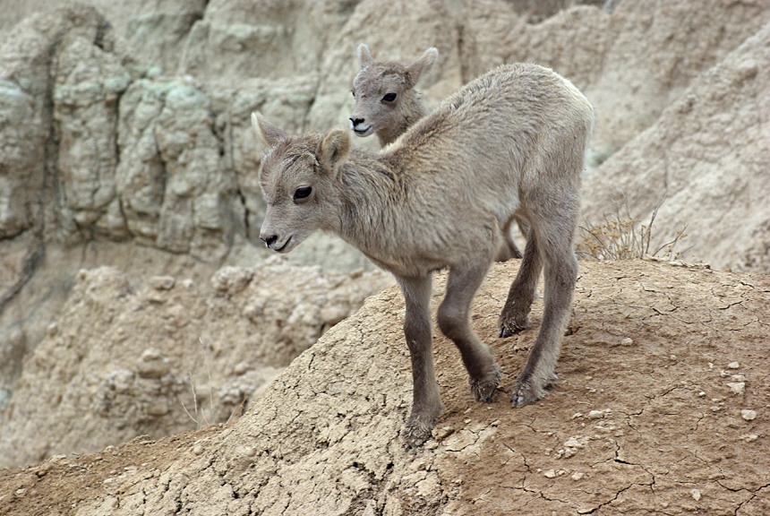 BadlandsNPS tweet picture