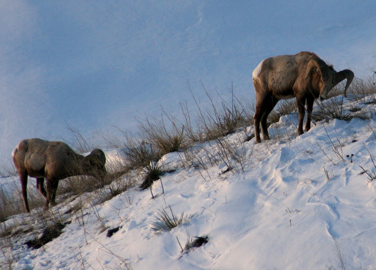 BadlandsNPS tweet picture