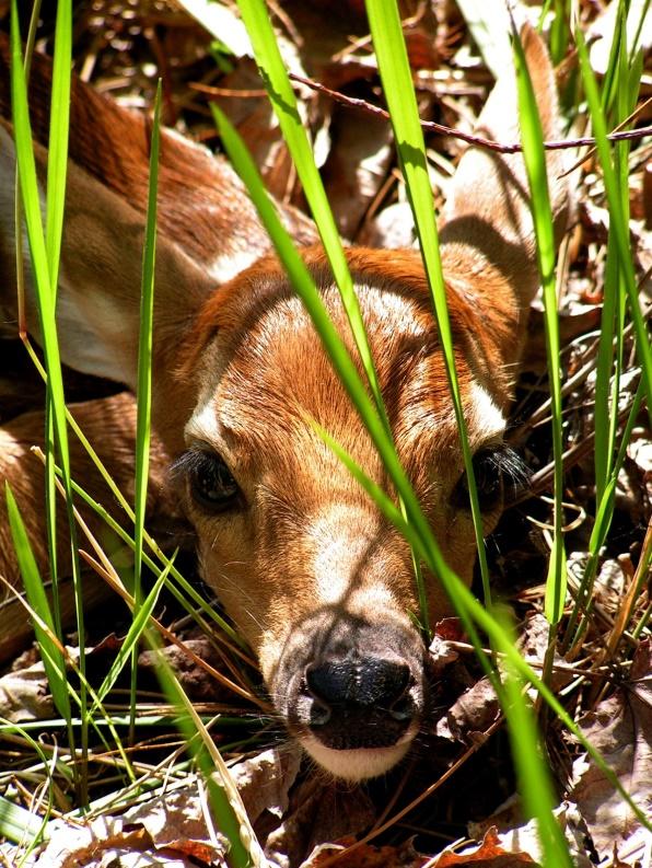 Chronic wasting disease is a fatal and contagious wildlife disease that affects animals in the deer family. USGS science is helping wildlife managers across the U.S. address this ominous disease. Check out our CWD podcast episode to learn more: ow.ly/OpV850HpV6H