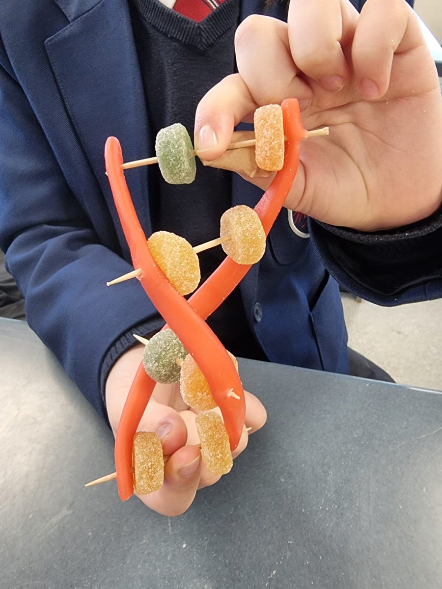 MHS_Science_'s tweet photo. Science built DNA using sweets today #DNA #sweetwork https://t.co/wPxqGXCWXY