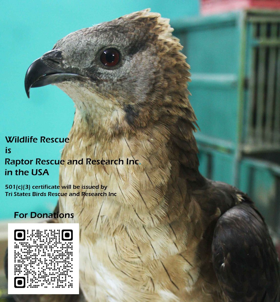 Now donors in the US can get tax benefits by donating to us.
tristatebird.givingfuel.com/raptorfund
raptorrescue.org