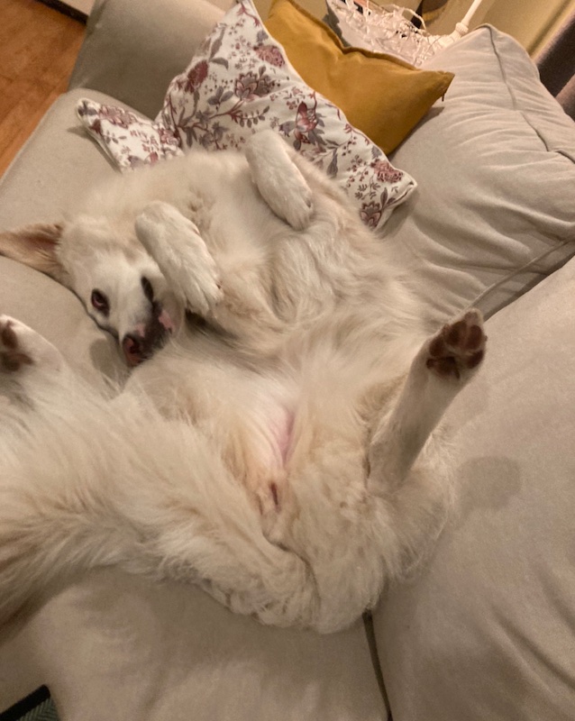 arraychel's tweet photo. @rachsyme this is maeve, the name we compromised on since my partner wouldnt agree to "Mavis Beacon". She is 60 pounds of love&amp;floof who looks like a model when we put her rain coat on her. https://t.co/Hqbi9eJimB