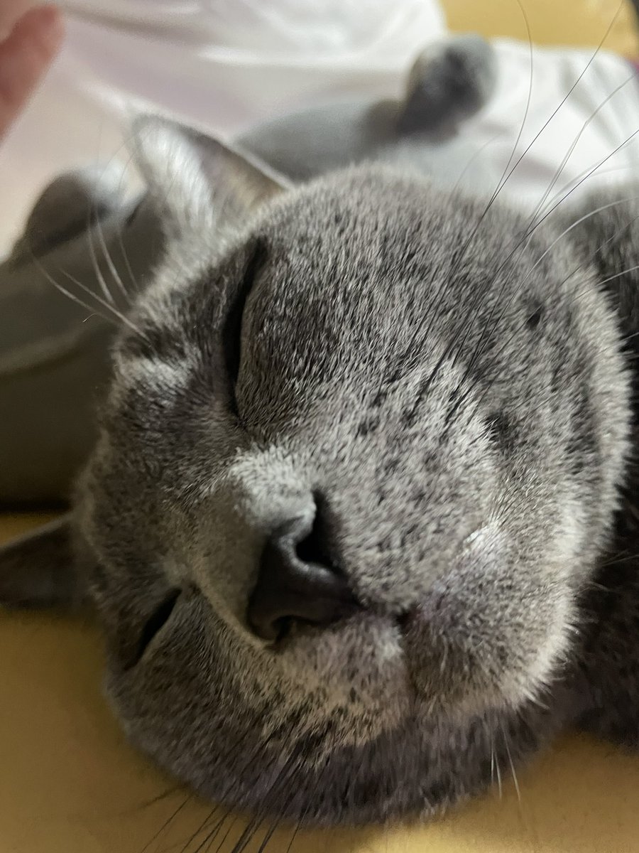 devilkillertype's tweet image. ニル　「フゴォォお、、ゴぉっ！」

ヌシ　「　！？　」

ニル　「　、、、、、　。　」

ヌシ　「　い、いびき？　」