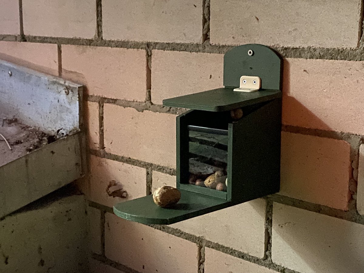 Ab sofort erweitertes gastronomisches Angebot im Casa: wir versorgen unsere Kino-Hörnchen im Hinterhof! 

#eichhörnchen
#hörnchencontent 🐿