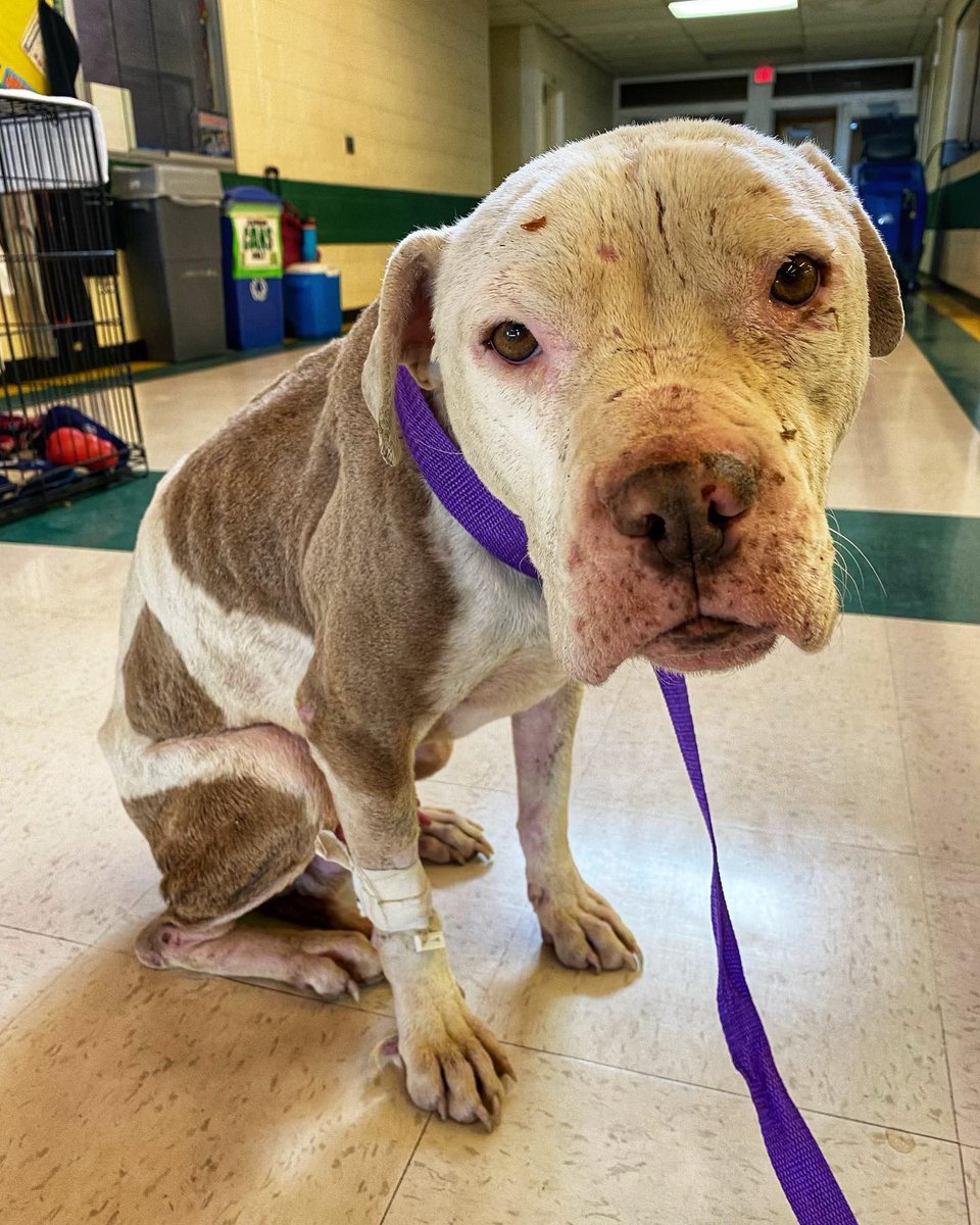 ParkerProjectSF's tweet photo. Meet Bruce❤️ He joined our (foster) fam after developing an incredibly large mass around his genitals and not eating. His owners couldn’t afford vet care, so we've taken him in. Your donations help stories like his https://t.co/YSKEcaslzw 501c3 (more pics below, some are graphic) https://t.co/nL4w5NounN